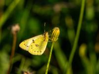 Postillon oder Wandergelbling